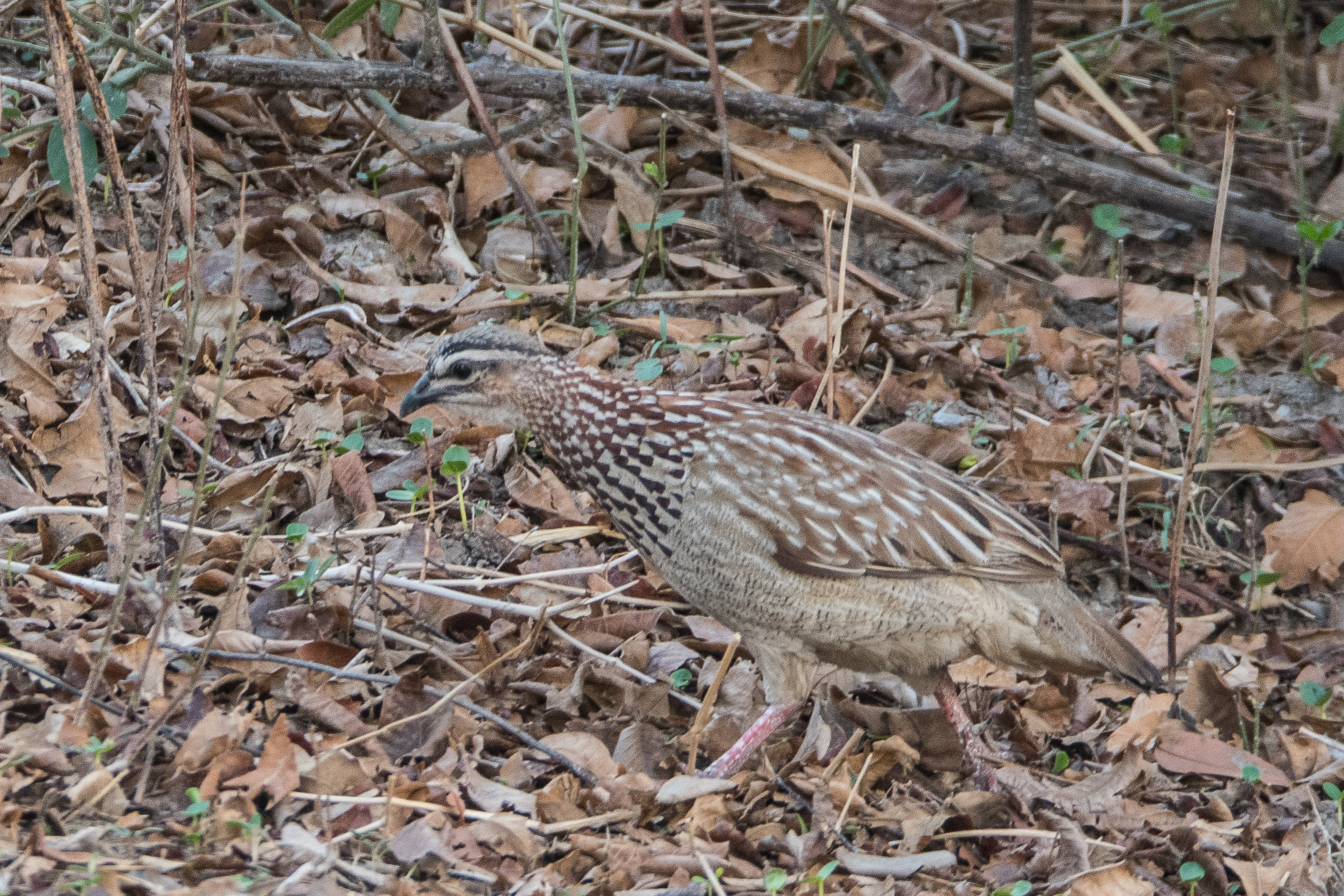 Francolin huppé adulte (Crested francolin, Dendroperdix sephaena), Chobe National park, Botswana.